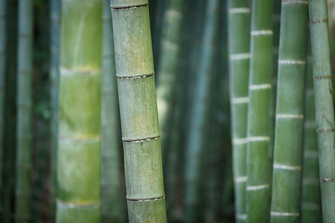 Jak mít úžasné Bambusy štěstí
