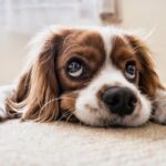 Jak dlouho mohou zůstat psi sami?